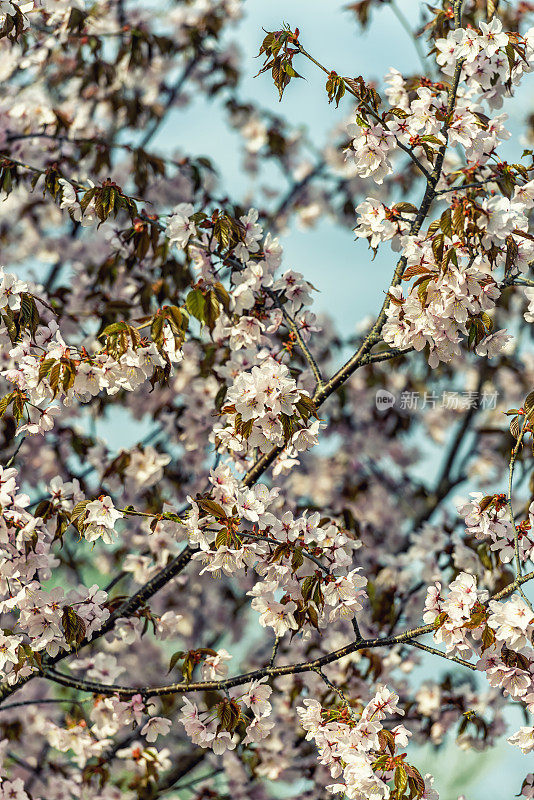 沙金特樱花(Prunus sargentii)